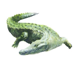 crocodile drawing - digital download, animal print, colourful