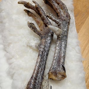 Altar Tool Ethically Harvested Rooster Feet Experienced Fighter Rounded Spurs Door County Wisconsin