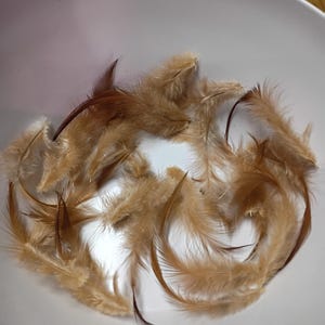 May include: A collection of tan and brown feathers inside a white bowl. The feathers have a soft, fluffy texture and vary in size and shape. Some feathers have dark brown tips, while others are a lighter tan color.