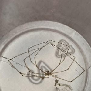 May include: A brown spider with long, thin legs is resting on a white, circular surface. The spider's body is small, and its legs are spread out. The surface has a slightly textured appearance.