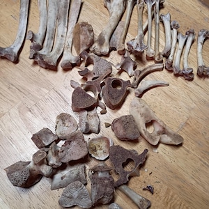 May include: A collection of various animal bones, including several long bones, vertebrae, and fragmented skeletal pieces. The bones are off-white and tan in color, showing natural textures, porous surfaces, and irregular shapes scattered across the area.