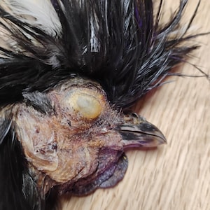 May include: Close-up of a chicken's head, featuring a prominent crest of black and white feathers. The chicken's face is a mix of brown and tan hues, with a dark beak and a closed eye. The background is a light brown wooden surface.