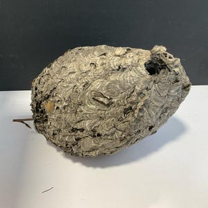 May include: A large, spherical wasp nest with a complex, layered structure. The nest is primarily gray and tan, with a rough, textured surface. A small twig extends from the side. The nest is a natural, organic form.