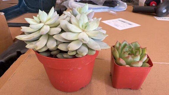 4 Live Assorted Succulents  Bulk Wedding & Party Favors  Ready to Gift -  Etsy