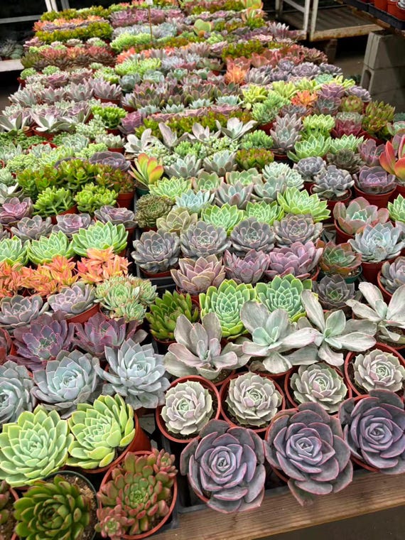 large garden pot plants Lucy