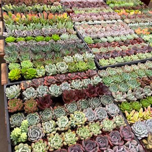 Wholesale Succulents Bulk - Etsy