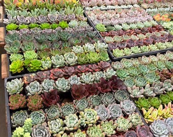 2 Live Assorted Succulents  Bulk Wedding & Party Favors  Ready to Gift -  Etsy