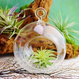 May include: A clear glass terrarium with a circular opening, housing a small green plant. The terrarium has a loop at the top for hanging. Other plants with purple and green leaves are in the background, along with a piece of driftwood.