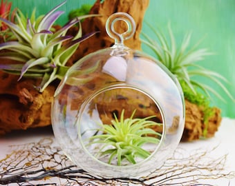 Small Glass Globe Orb Terrarium – DIY Hanging or Sitting Fairy Garden, Succulent Display