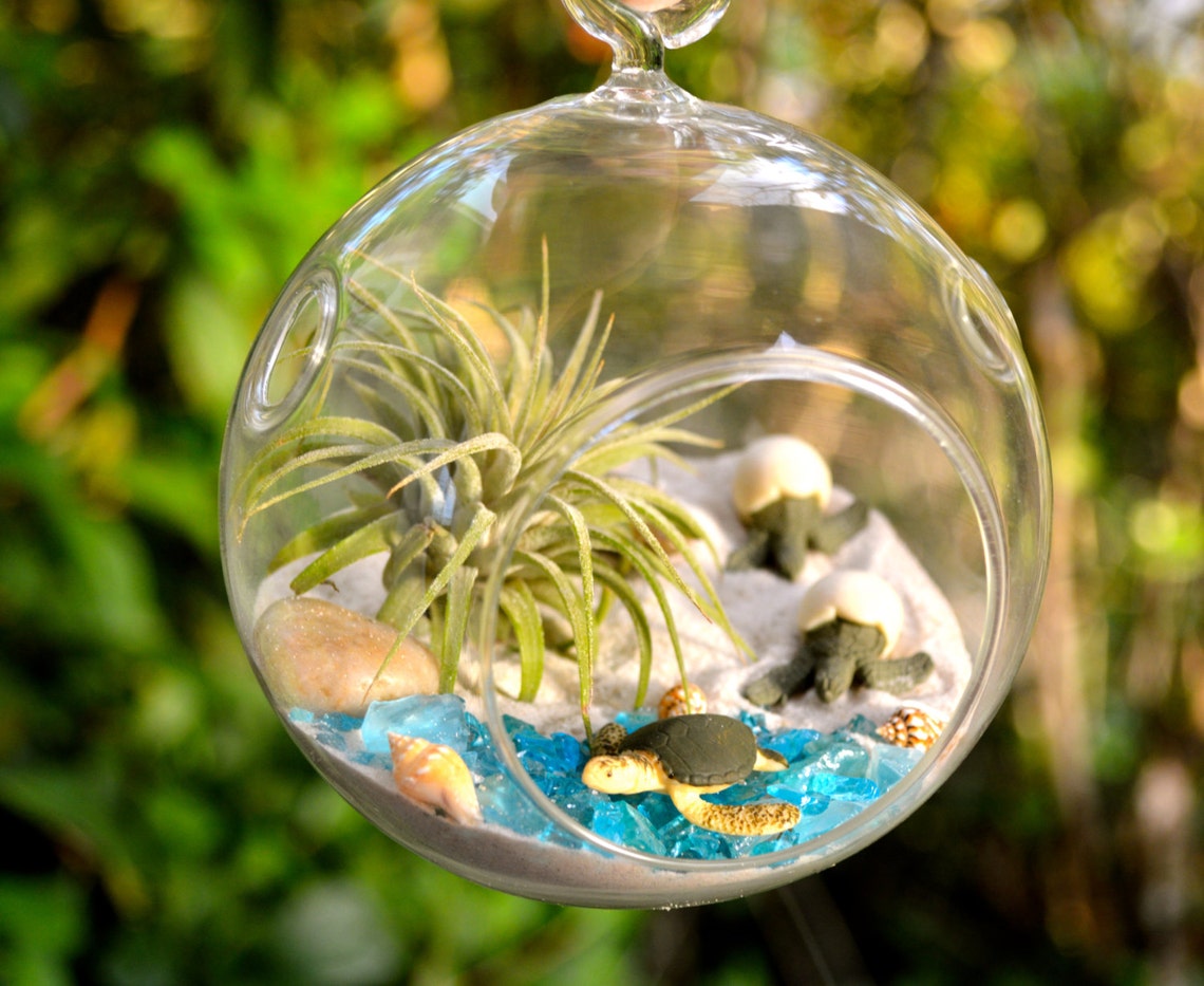 Sea Turtle Terrarium Kit Small Air Plant Terrarium Kit 2 Etsy