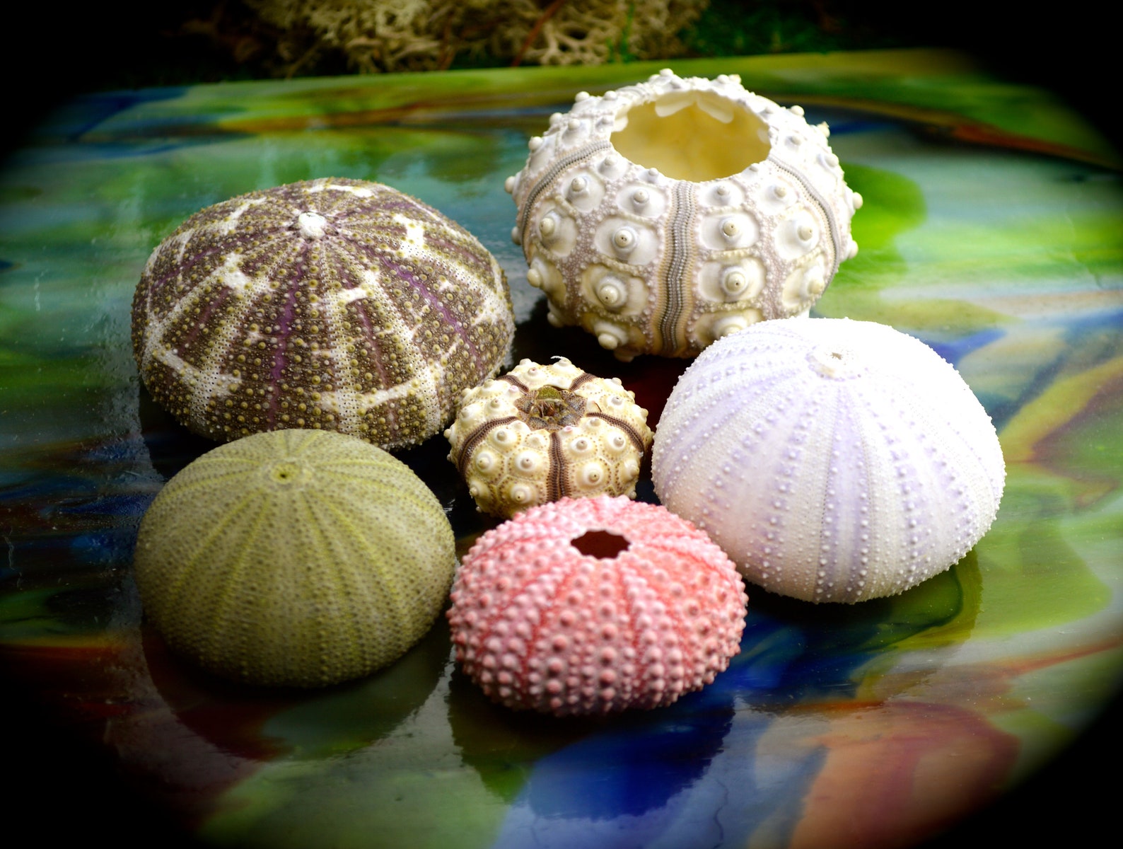 Sea Urchin Collection Set of 6 Sea Urchins Beach Decor Etsy