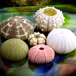 Sea Urchin Collection Set of 6 ~ Sea Urchins ~ Beach Decor ~ Terrarium Shell ~ Alphonso Sea Urchin ~ Sputnik ~ Purple ~ Assorted Sea Urchins