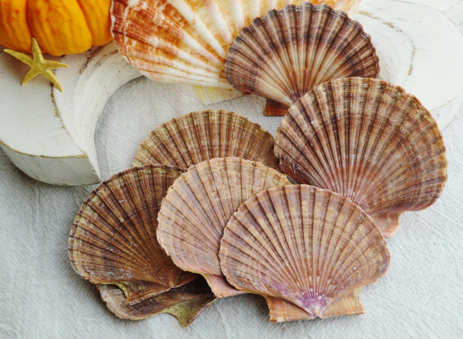Mexican Flat Shell 1 piece Fan shaped Sea Shell Great Etsy