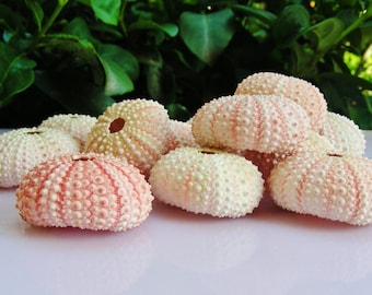 Delicate Natural  Baby Pink Sea Urchin (1 Shell) ~ Real Sea Urchin ~ Beach Decor ~ Terrarium Shells ~ Air plant Holder ~ Natural Pink Urchin
