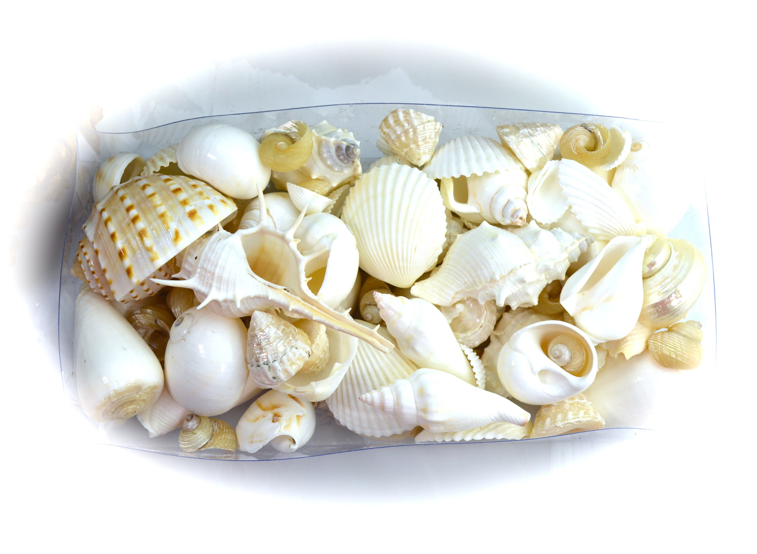 Vary Shell Box of Variety of White Sea Shell Mix Sizes Vary ~ Crafting Supplies ...