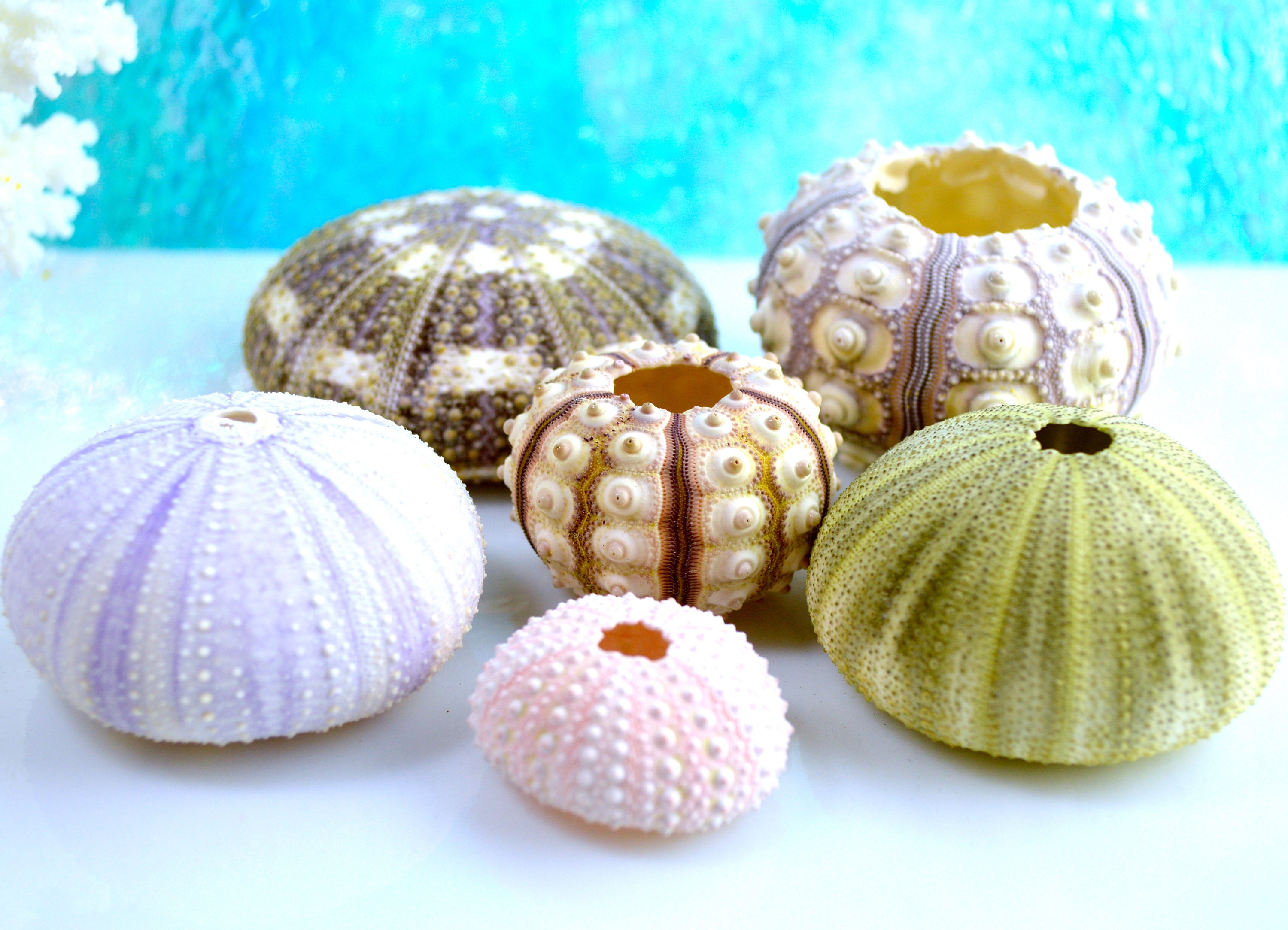 Sea Urchin Collection Set of 6 Sea Urchins Beach Decor Etsy