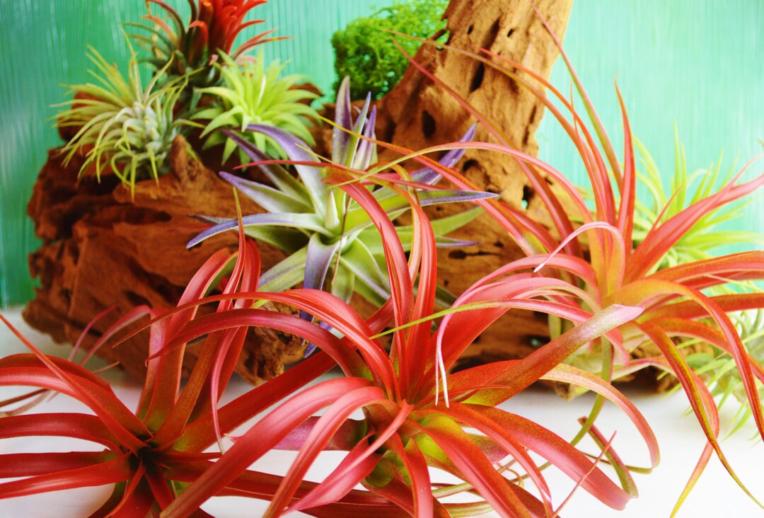 Brachycaulos Abdita Airplant - Plant Only ~ Grows to 4 - 6 Inches ~ Red ...