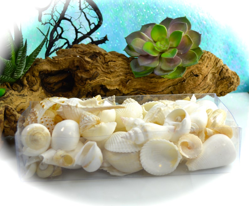 Vary Shell Box of Variety of White Sea Shell Mix Sizes Vary ~ Crafting Supplies ...