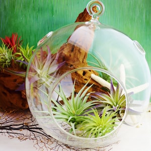 May include: A clear glass terrarium with a round shape, featuring air plants and a piece of driftwood. The terrarium also contains a white starfish. The background is a solid green color.