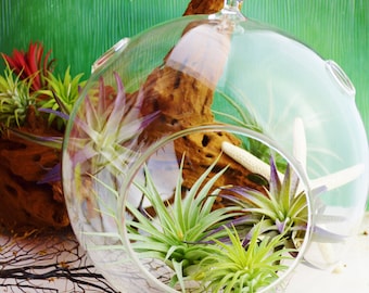 Large Glass Globe Orb Terrarium – DIY Hanging or Sitting Fairy Garden, Succulent Display 7"