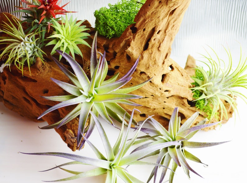 Plagiotropica Air Plant Tillandsia Air Plant Purple Tipped