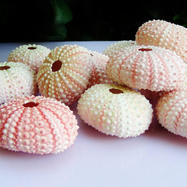 Delicate Natural  Baby Pink Sea Urchins  (6 pieces) ~ Real Sea Urchins ~ Beach Decor ~ Wedding Decor ~ Natural Shells ~ Real