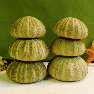 Green Sea Urchin ~ 1 Sea Urchin ~ Sea Urchins ~ Coastal Living Beach Decor  ~ Natural Sea Urchins ~ Real Sea Urchins ~ 1 Shell per quantity