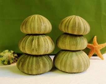 May include: Two stacks of three sea urchin shells in shades of green and tan. A starfish and a seashell are also visible. The sea urchin shells have a ribbed texture. The background is a solid green color.
