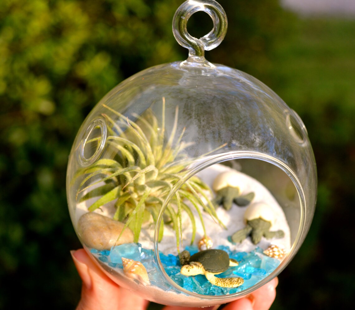 Sea Turtle Terrarium Kit Small Air Plant Terrarium Kit 2 Etsy