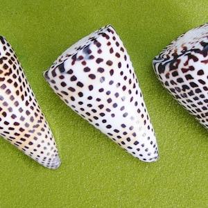 May include: Three cone-shaped seashells with a white base and a pattern of dark brown spots and grid-like markings. The shells are arranged on a bright green surface, showcasing their natural beauty and unique textures.