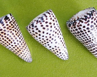 Conus Litteratus Seashell 2.5–3 Inches, Black and White Cone Shell, Natural Sea Shell for Coastal Decor, Shell Collection