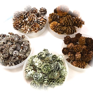 May include: An overhead shot of five clear plastic containers filled with pine cones. The pine cones vary in color, including brown, green, and white. Some are dusted with white, creating a frosted appearance. The containers are arranged in a circular pattern.