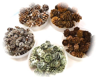 Mini Pine Cones for Fairy Garden, Terrarium or Crafts – Tiny or Small – Bag of 3, 10, or 20