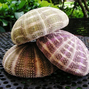 May include: Three sea urchin shells in shades of green, purple, and brown are stacked on top of each other. The shells have a textured surface with small, evenly spaced bumps and a geometric pattern. The background is blurred with green foliage.