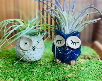 Mini Owl Planter with Air Plant, Cute Owl Pot, Small Plant Gift, Desk Planter, Fairy Garden Planter, Air Plant Holder, Unique Gift Idea