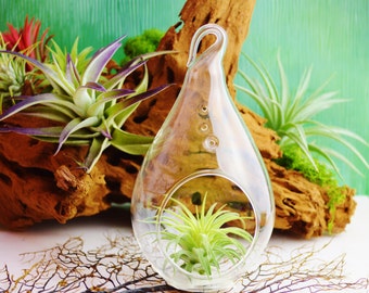 Mini Glass Hanging Teardrop Orb – Terrarium, Fairy Garden, Desk Decor, Glass Globe