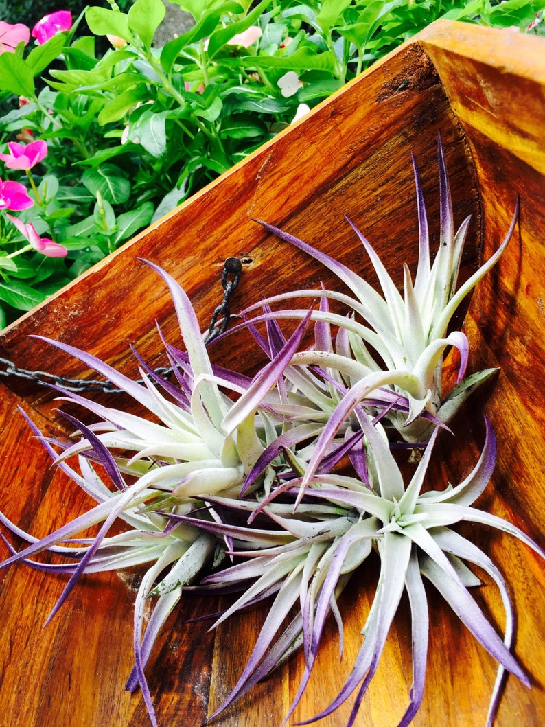 Plagiotropica Air Plant Tillandsia Air Plant Purple Tipped