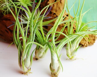 Caput Medusae Air Plant 4–6" ~ Tillandsia Caput Medusae ~ Octopus Air Plant ~ Live Air Plant ~ Unique Houseplant ~ Terrarium Plant ~ Gift