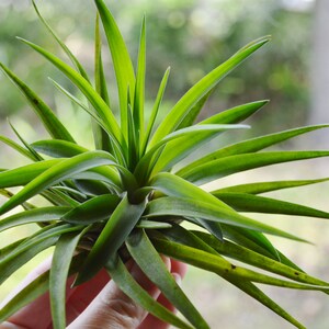 Brachycaulos Abdita Airplant - Plant Only ~ Grows to 4 - 6 Inches ~ Red ...