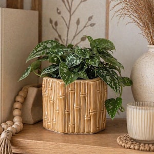 May include: A houseplant with green and white speckled leaves in a light brown bamboo-style ceramic pot. The pot is on a wooden shelf, beside a beige vase with dried grass and a ribbed glass candle holder.