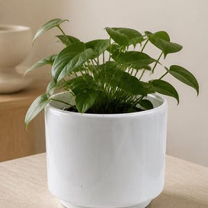Puede incluir: Una planta de interior de color verde vibrante con hojas en forma de corazón, plantada en una maceta de cerámica blanca lisa y brillante. El recipiente cilíndrico presenta una base ligeramente retraída, dando un aspecto limpio.
