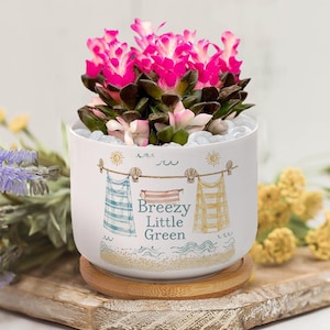 Può includere: Un vaso in ceramica bianca con base in bambù contenente una pianta grassa con foglie verde scuro e rosa brillante. Il vaso presenta una grafica con asciugamani su un filo da bucato, onde e la scritta "Breezy Little Green" in blu.
