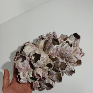 May include: A cluster of barnacles with a mix of white and purple hues. The barnacles have a rough, textured surface and open cavities. The overall shape is irregular and organic, suggesting a natural, marine origin.