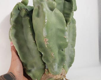 Totempaal monstrosus cactus snijden 16" grote cluster *EXACT EXEMPLAAR* 7,3 pond
