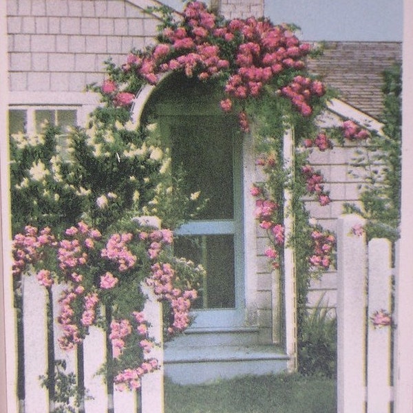 When Roses Bloom, Nantucket Post Card, H. Marshall Gardiner.