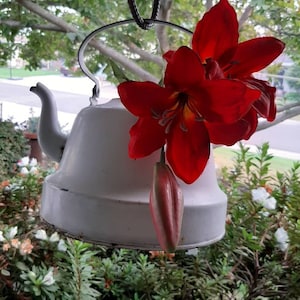 May include: A white enamel teapot with a red lily flower hanging from it. The teapot is hanging from a metal hook.