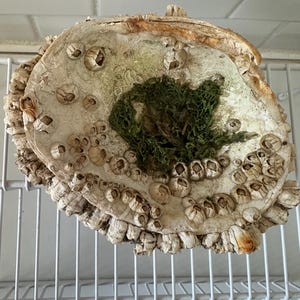 May include: A large, weathered seashell encrusted with barnacles. The shell has a rough, textured surface with a patch of green moss in the center. The shell is off-white and tan in color.