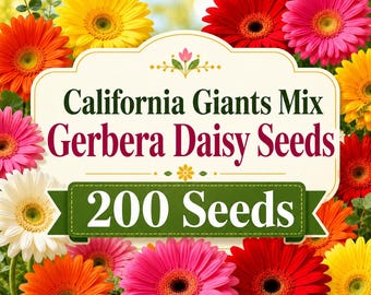 Mix de sementes de gérbera California Giants, flores grandes e coloridas, flores para jardim (aproximadamente 200 sementes)