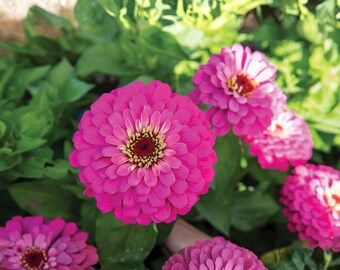 100 semillas de zinnia rosa Uproar para plantar en el jardín. Zinnias grandes de color rosa, flor anual ornamental.