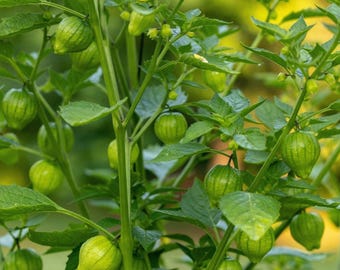 50 Grande Rio Verde Tomatillo Seeds Non-GMO Mexican Husk Tomato Physalis philadelphica